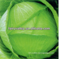 Hybrid Light Green Flat/Round Kale Seeds/Cabbage Seeds For Growing